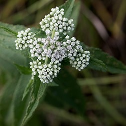 Eupatorium (thoroughwort)
